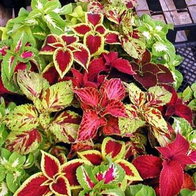 Coleus Rainbow Mixed Color Foliage Plant Seeds
